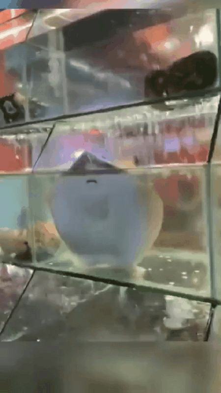 270d52af5d76aee66fcf3fd37d7302c7_1746195009_9794.gif